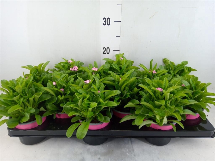 <h4>Myosotis sylv. 'Mon Amie Pink'</h4>