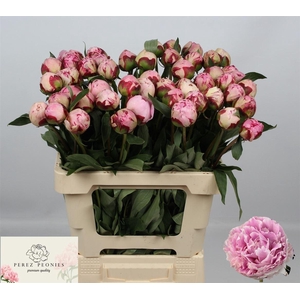 Paeo L Sara Bernhard