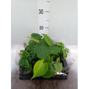 Monstera   ...