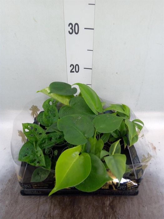 <h4>Monstera   ...</h4>