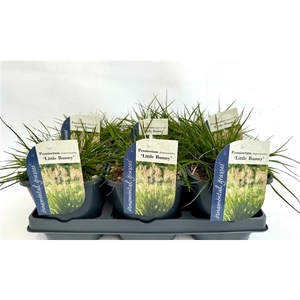 Pennisetum alopecuroides 'Little Bunny' P17