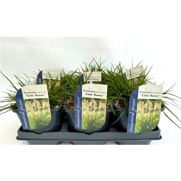 <h4>Pennisetum alopecuroides 'Little Bunny' P17</h4>