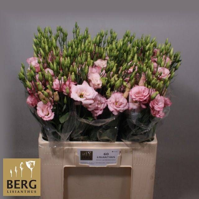 <h4>EUS E CLAIRE L PINK</h4>