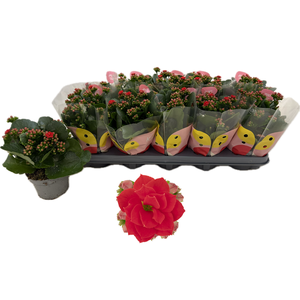 !! PROMO !! KALAN CALAN RED NOELLE