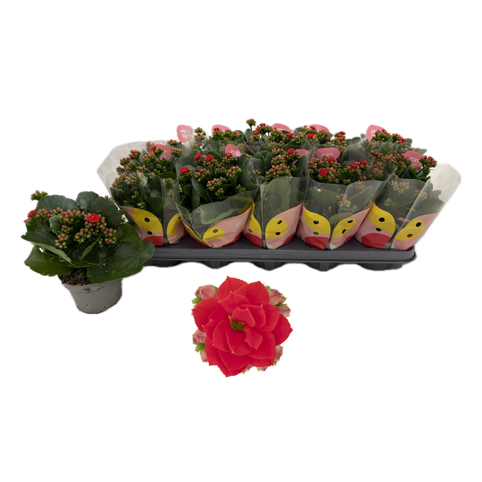 <h4>Kal Ge Rf Noelle</h4>