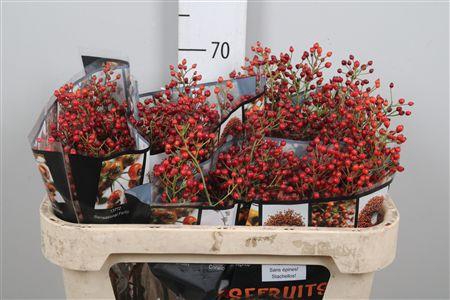 <h4>Rosa Rosefr Elite</h4>