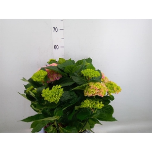 Hydrangea mac. 'Hi River'