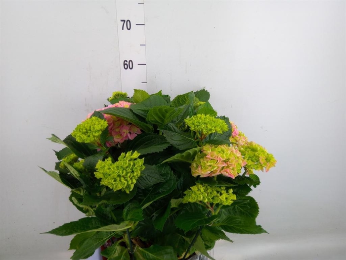 <h4>Hydrangea mac. 'Hi River'</h4>