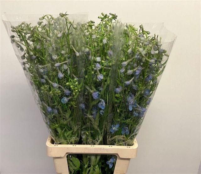 <h4>Delph En Sky Waltz</h4>