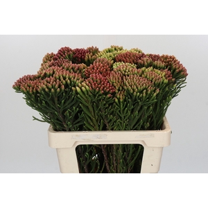 Kaaps Groen Red Brunia