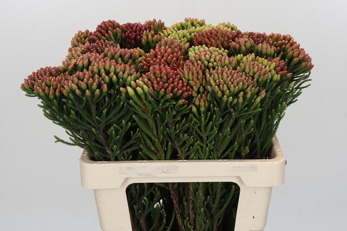 Kaaps Groen Red Brunia
