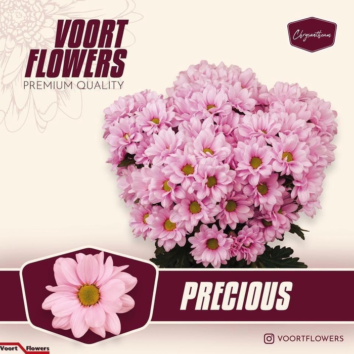 <h4>Chr T Precious</h4>