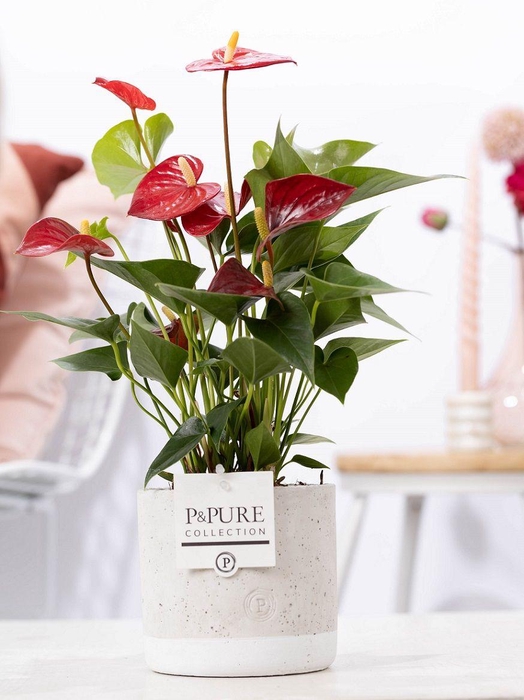 <h4>Anthurium red (Micra) in P&PURE Jade ceramics</h4>