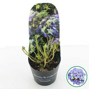 Hydrangea macr. Royalty® 'Lady Mata Hari'® Blauw C2 (17cm.) Potcover