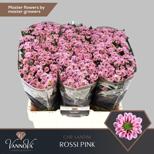 CHR SAN ROSSI PINK CHR S ROSSI PINK