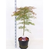 Acer Pa Garnet