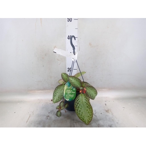 Episcia cupreata 'Zebra'