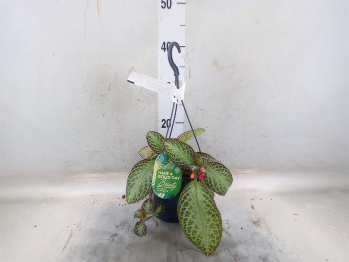 <h4>Episcia cupreata 'Zebra'</h4>