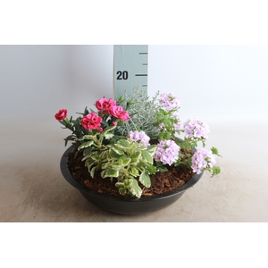 ARR TUINPLANTEN