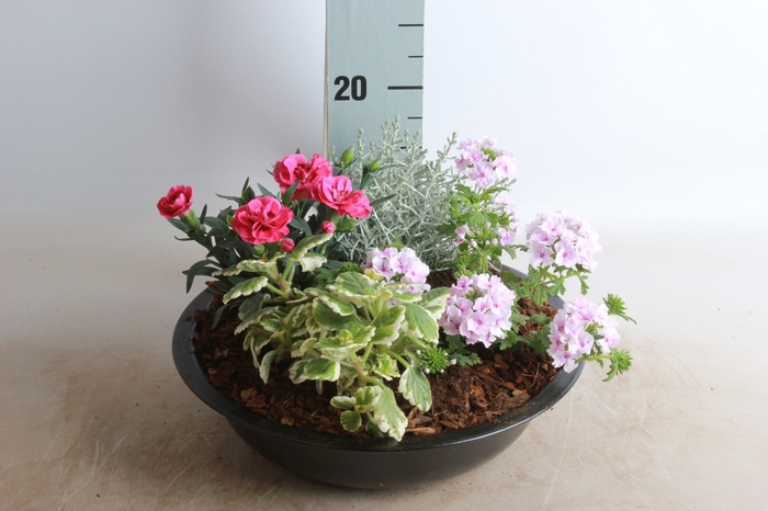 <h4>ARR TUINPLANTEN</h4>