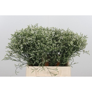 Lim Sin Clear Diamon