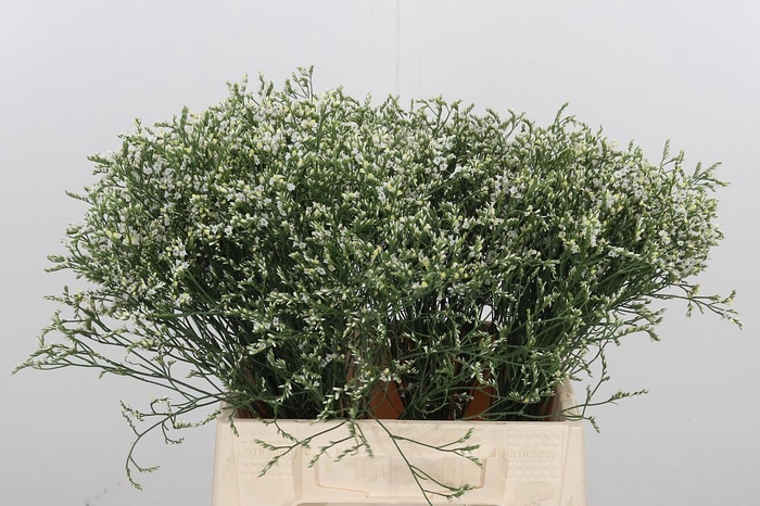 <h4>Lim Sin Clear Diamon</h4>