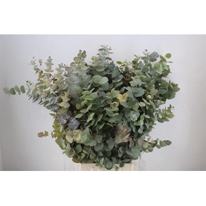 Euca Stuartiana Autumn P Bunch