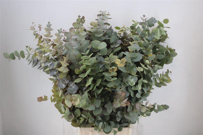 <h4>Euca Stuartiana Autumn P Bunch</h4>