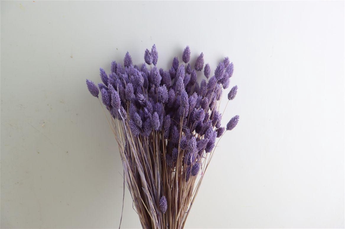 <h4>Dried Phalaris X5 Frosted Milka Bunch</h4>