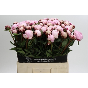 Paeonia Lact. Reine Hortense