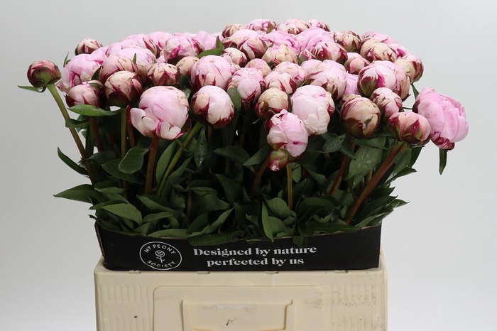 <h4>Paeonia Lact. Reine Hortense</h4>