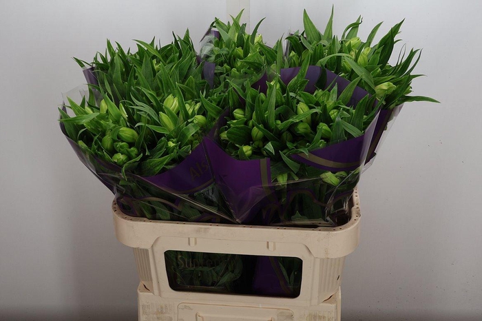 <h4>Alstr Pernilla</h4>