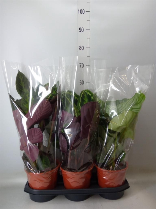 <h4>Calathea ...mix</h4>