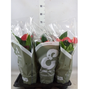 Anthurium andr. 'Red Bull'