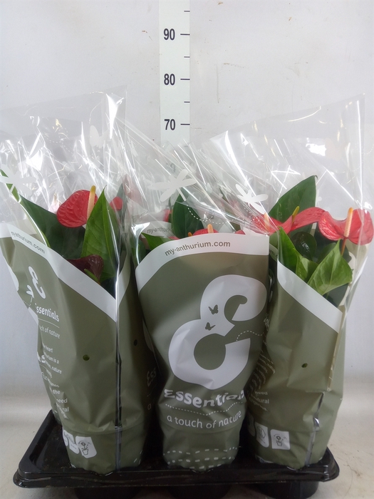 <h4>Anthurium andr. 'Red Bull'</h4>