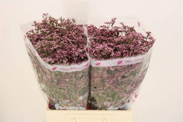 <h4>LIM PIUMA PINK TOUCH</h4>