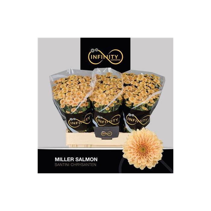 <h4>Chr S Miller Salmon</h4>