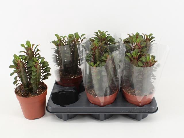 <h4>EUPHOR TRIG RUBRA</h4>