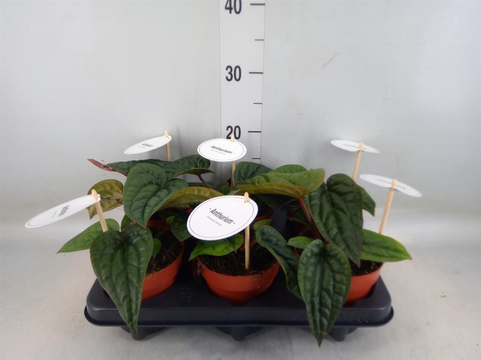 <h4>Anthurium   ...</h4>