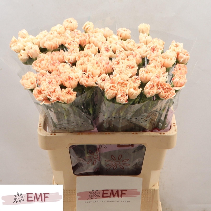 <h4>DI ST APPLE TEA</h4>