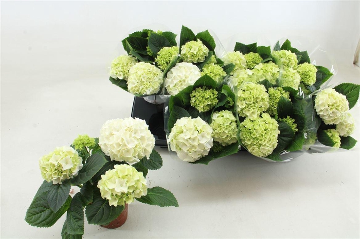 arr8 Hydr M Hi White Sun