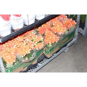 BEGONIA P15 LARANJA