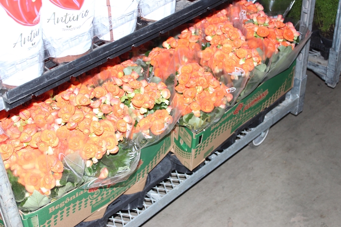 <h4>BEGONIA P15 LARANJA</h4>