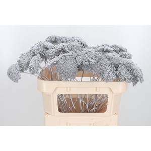 Ammi Zaad Kl Bh Zilver