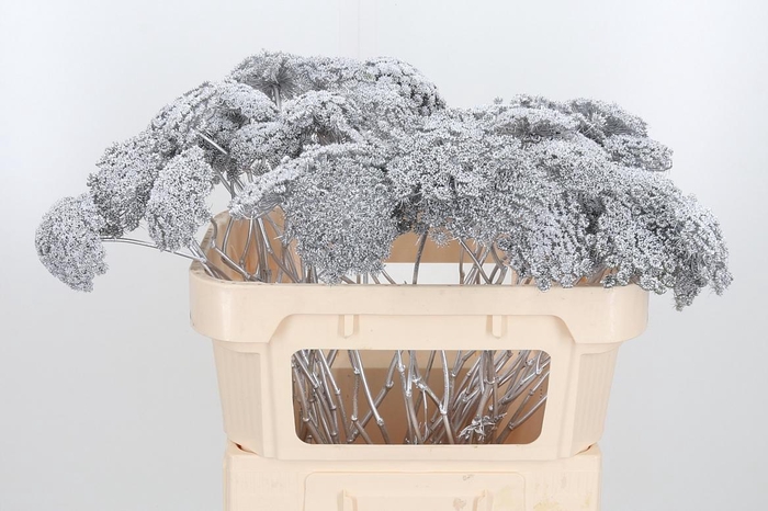 Ammi Zaad Kl Bh Zilver