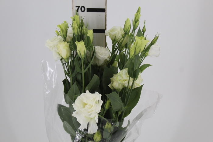 <h4>LISIANTHUS CHACONNE WHITE 070 CM MIN 500 GRAMAS BRANCO</h4>