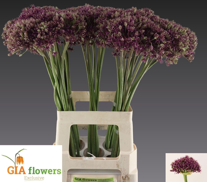 <h4>ALLIUM MIAMI ALLIUM  MIAMI</h4>