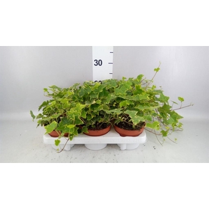 Hedera helix 'Goldchild'