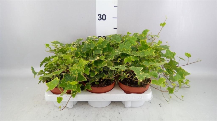 <h4>Hedera helix 'Goldchild'</h4>
