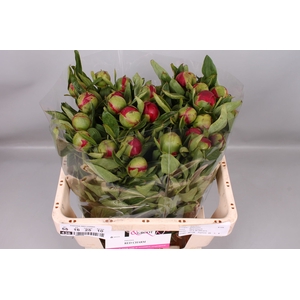 Paeonia Red Charm